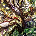 Majestic Oak